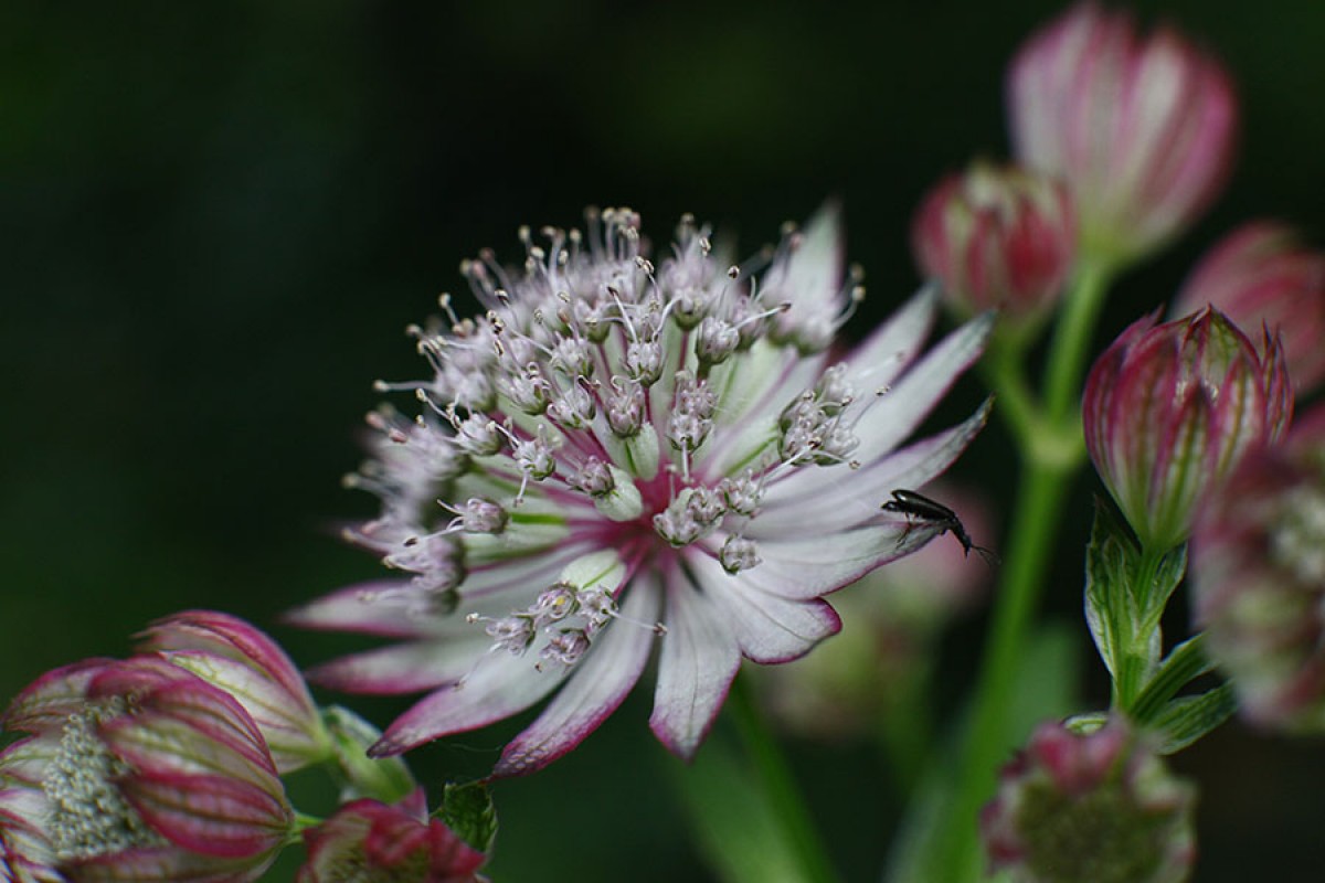 [Image: astrantia05.jpg]